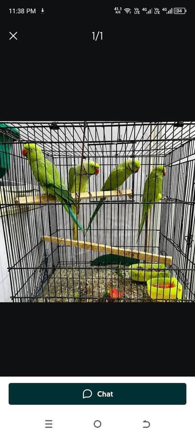 full  breeder pair ha