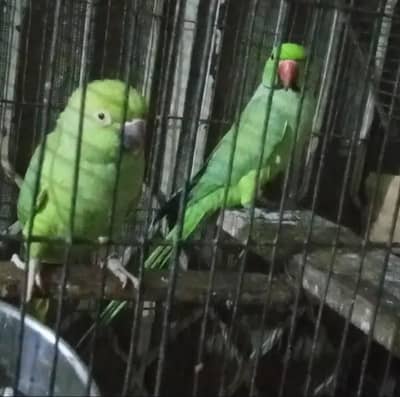 full  breeder pair ha 03094654348