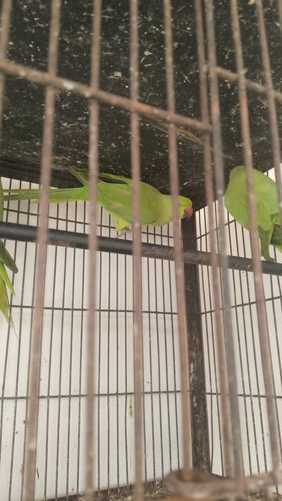 only breeder female 03267651269 what app number