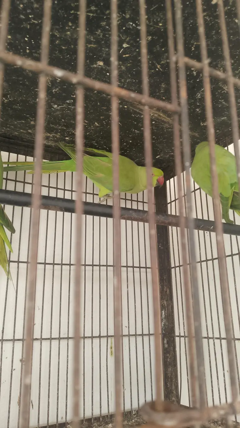 full  breeder pair ha 03094654348 — photo 2