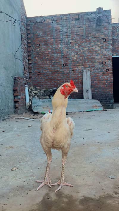 pure herra aseel