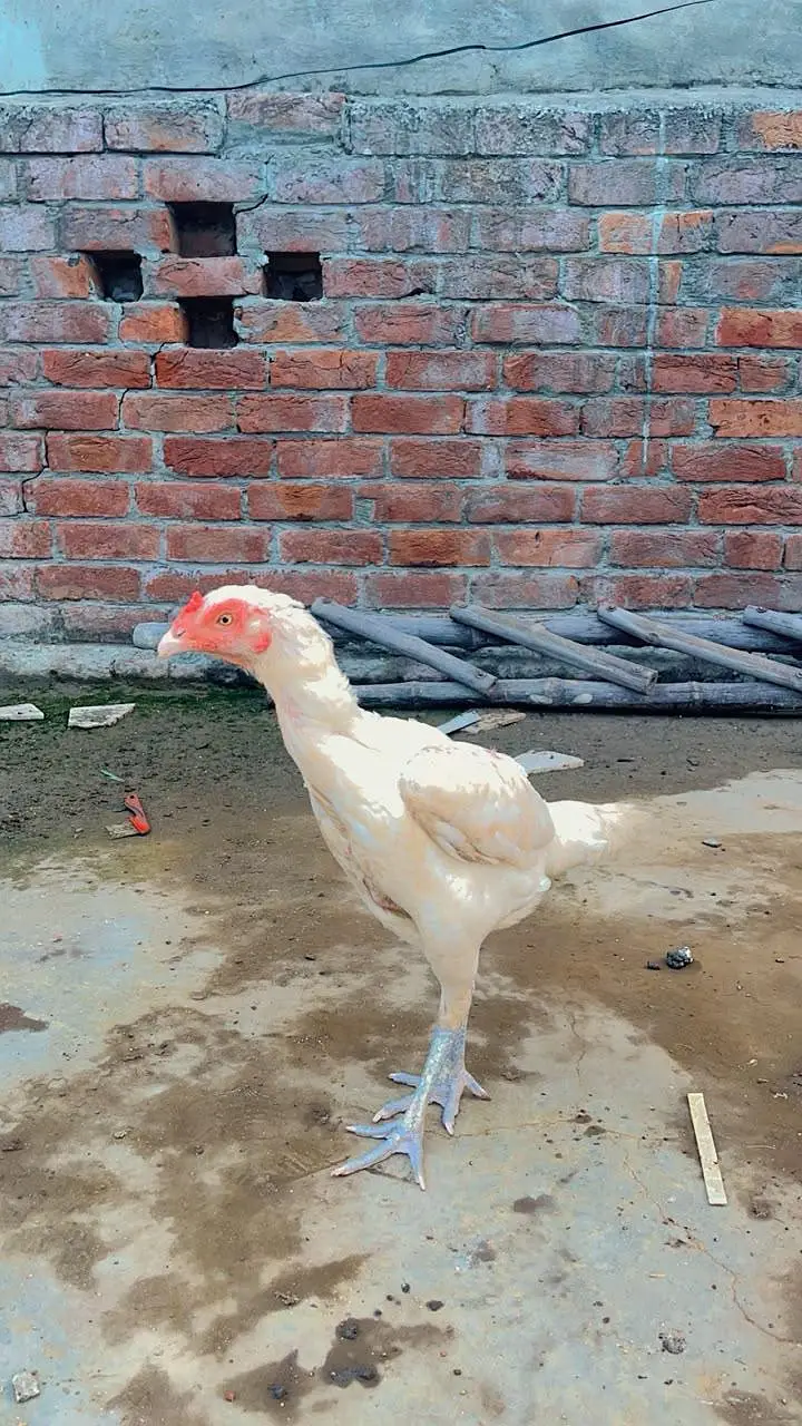 pure herra aseel — photo 2