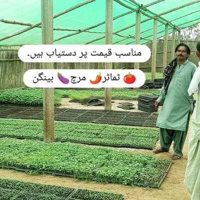 Plants nursery