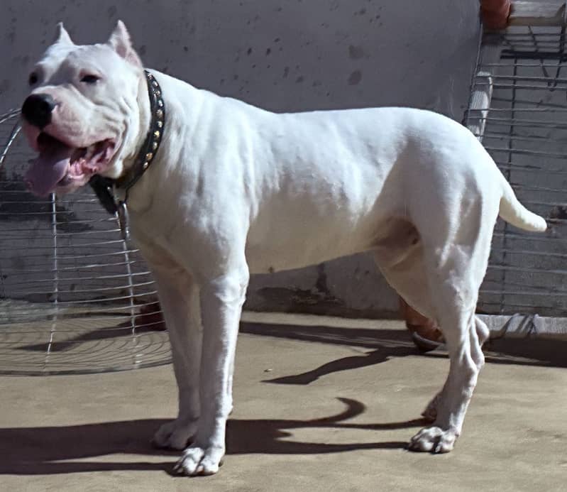 DOGO FOR STUD 0