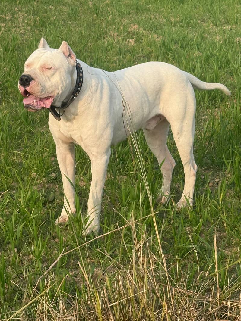 DOGO FOR STUD 1