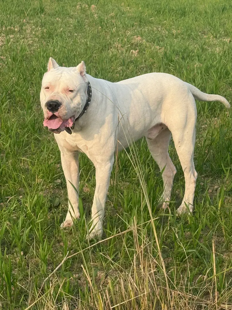 DOGO FOR STUD — photo 3