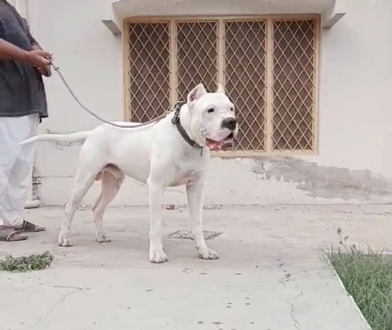 DOGO FOR STUD 3