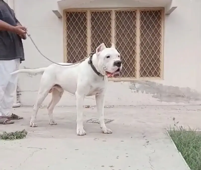 DOGO FOR STUD — photo 4