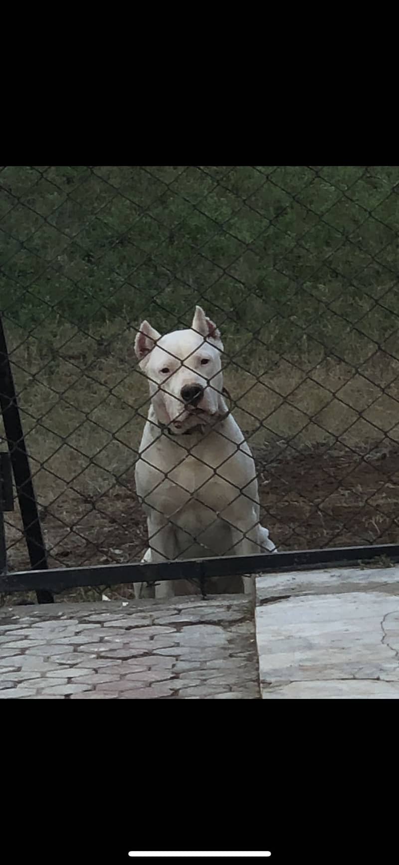 DOGO FOR STUD 4