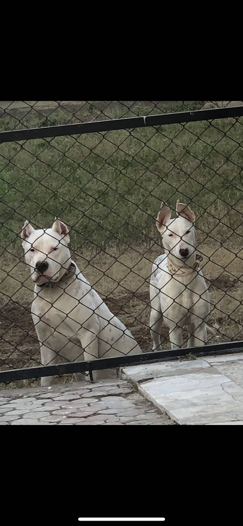 DOGO FOR STUD 5