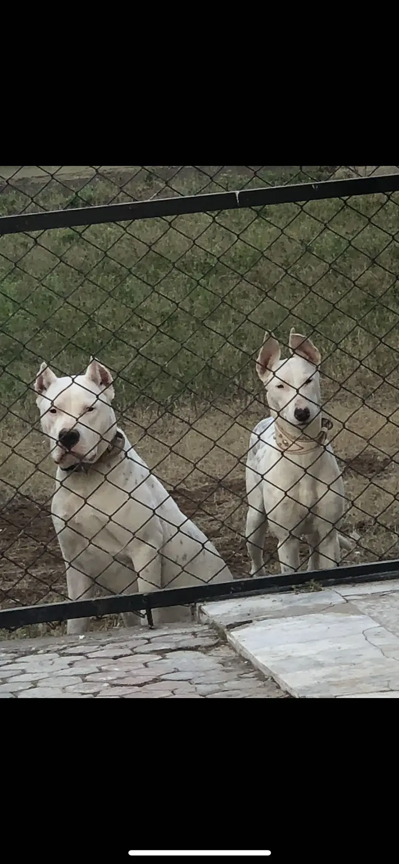 DOGO FOR STUD — photo 6