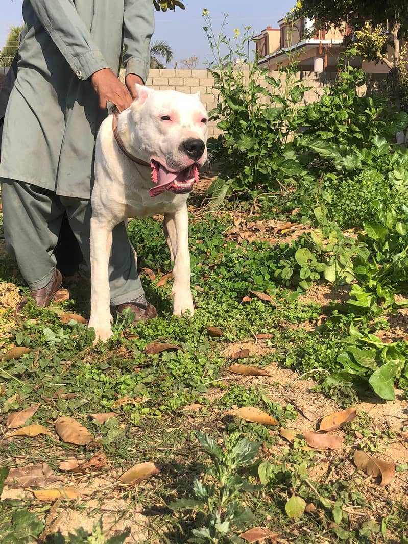 DOGO FOR STUD 6