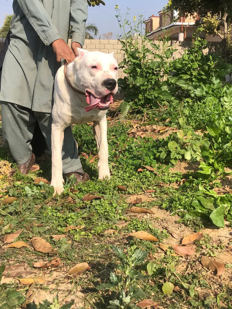 DOGO FOR STUD — photo 7