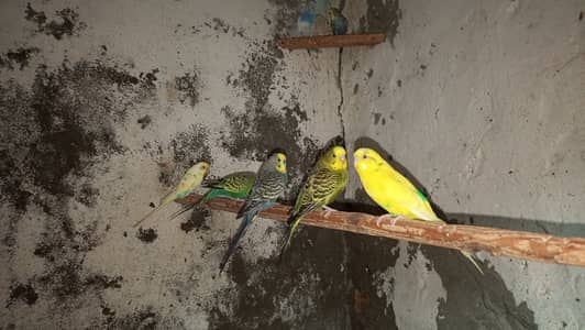 Breeding bedgies for urgent sale