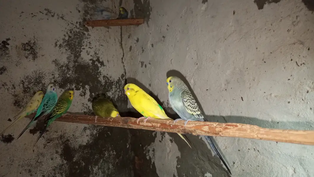 Breeding bedgies for urgent sale — photo 2