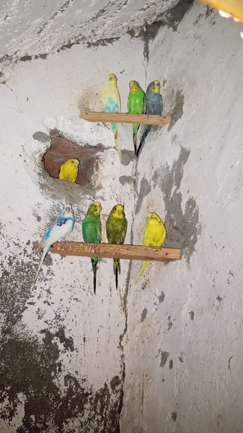 Breeding bedgies for urgent sale — photo 3