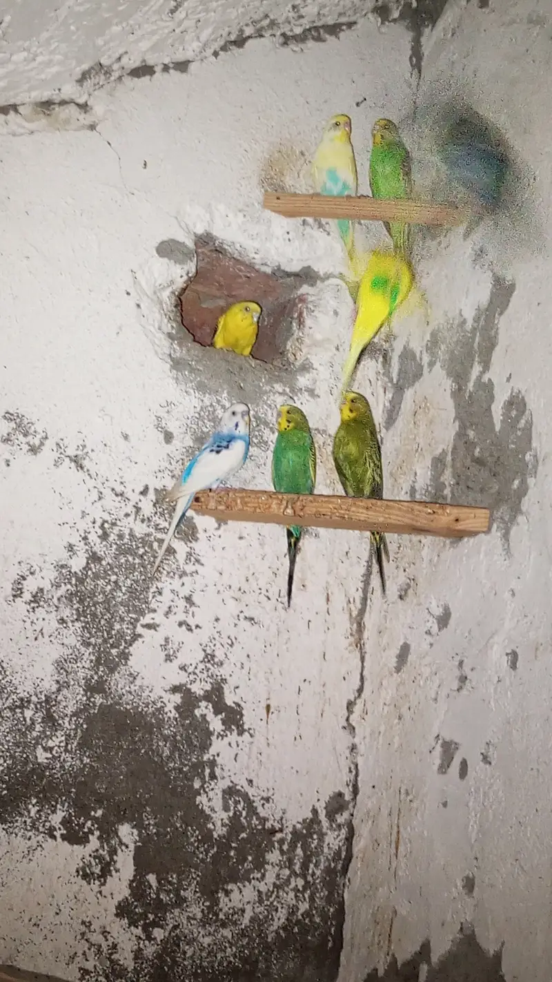 Breeding bedgies for urgent sale — photo 4