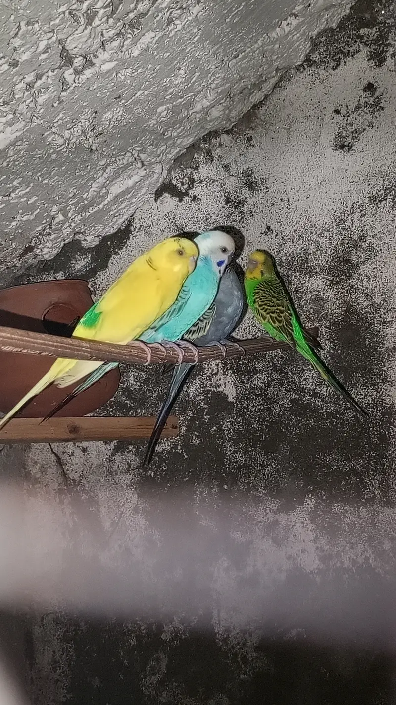 Breeding bedgies for urgent sale — photo 5