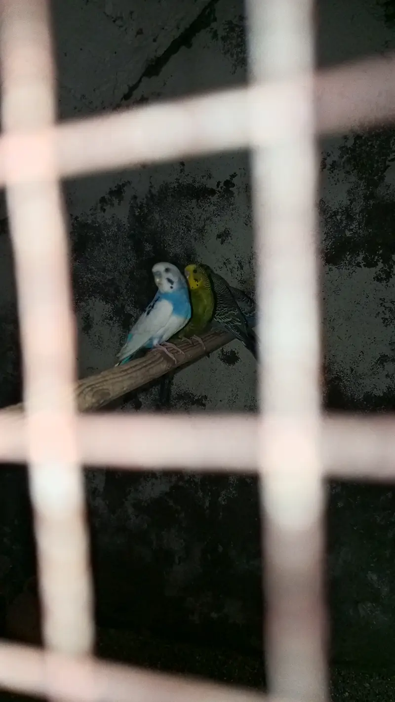 Breeding bedgies for urgent sale — photo 7