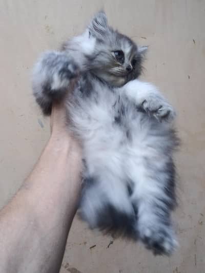 3 coat grey Persian v v beautiful kidden for sale urgent