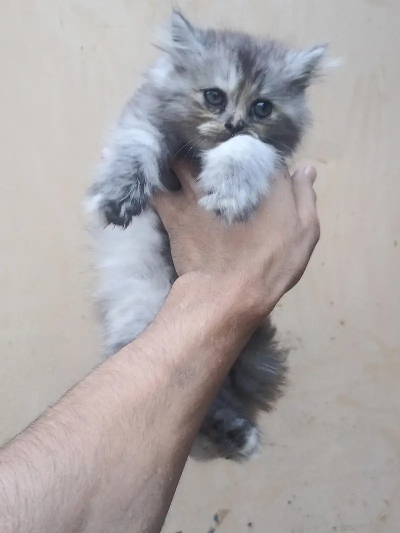 3 coat grey Persian v v beautiful kidden for sale urgent — photo 2
