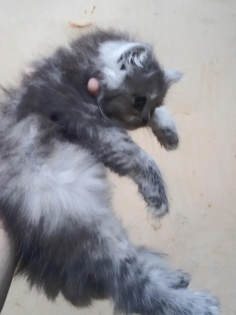 3 coat grey Persian v v beautiful kidden for sale urgent — photo 3
