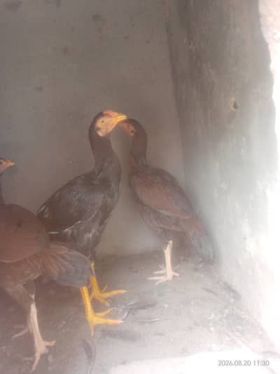 aseel nar madi for sale par piece 5000hzr