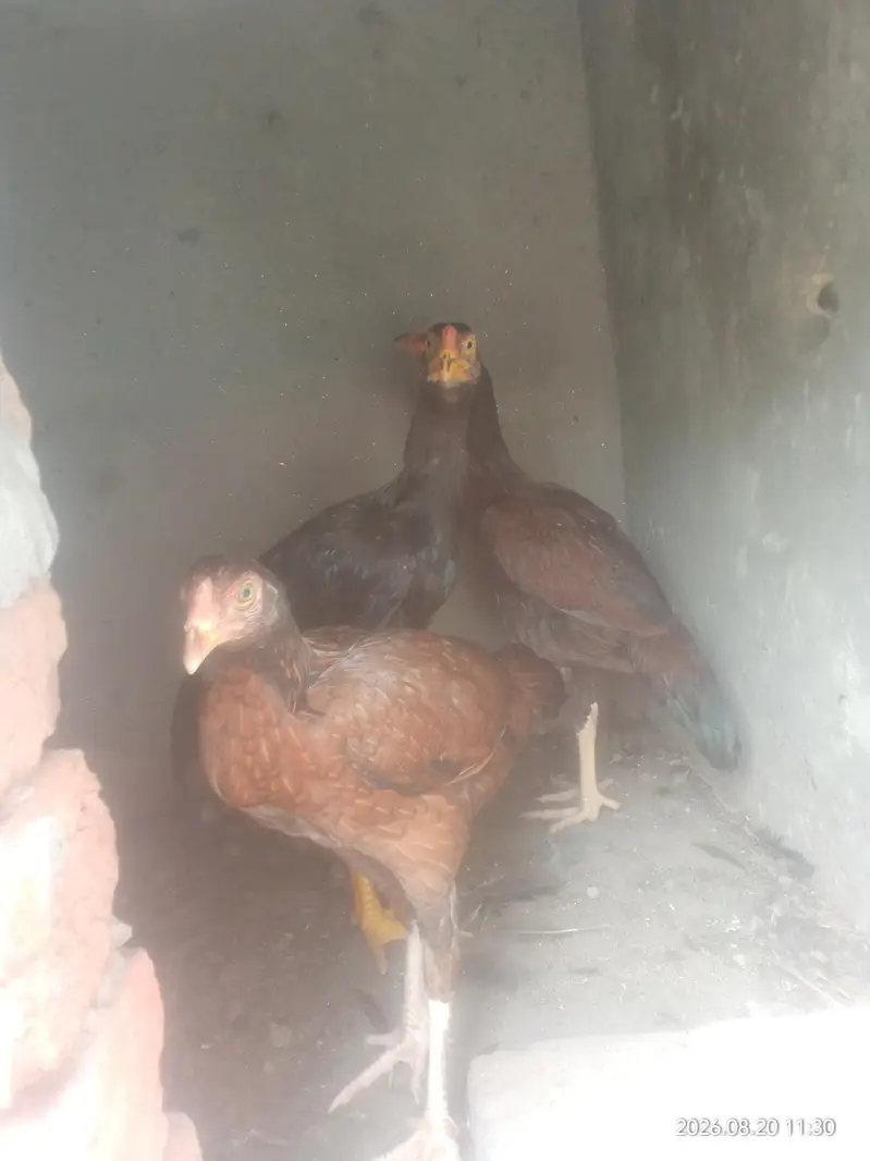 aseel nar madi for sale par piece 5000hzr — photo 2