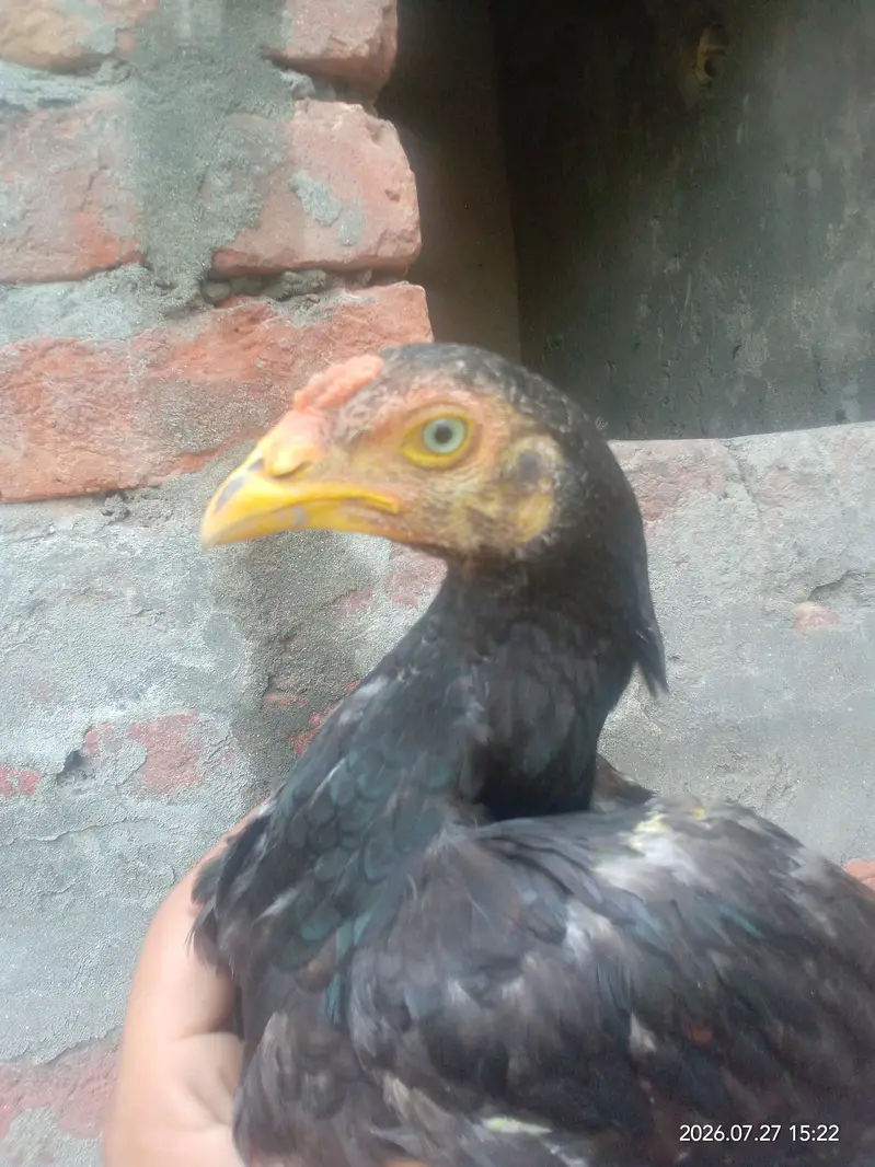 aseel nar madi for sale par piece 5000hzr — photo 3