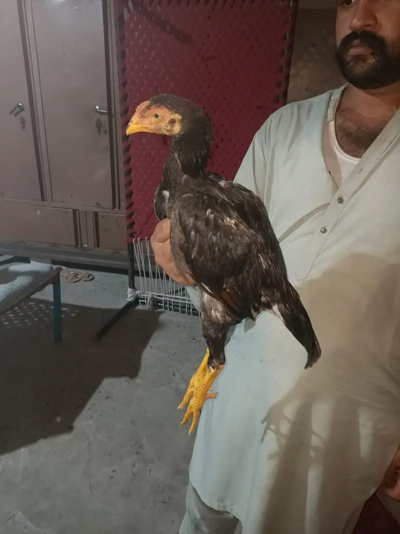 aseel nar madi for sale par piece 5000hzr — photo 6