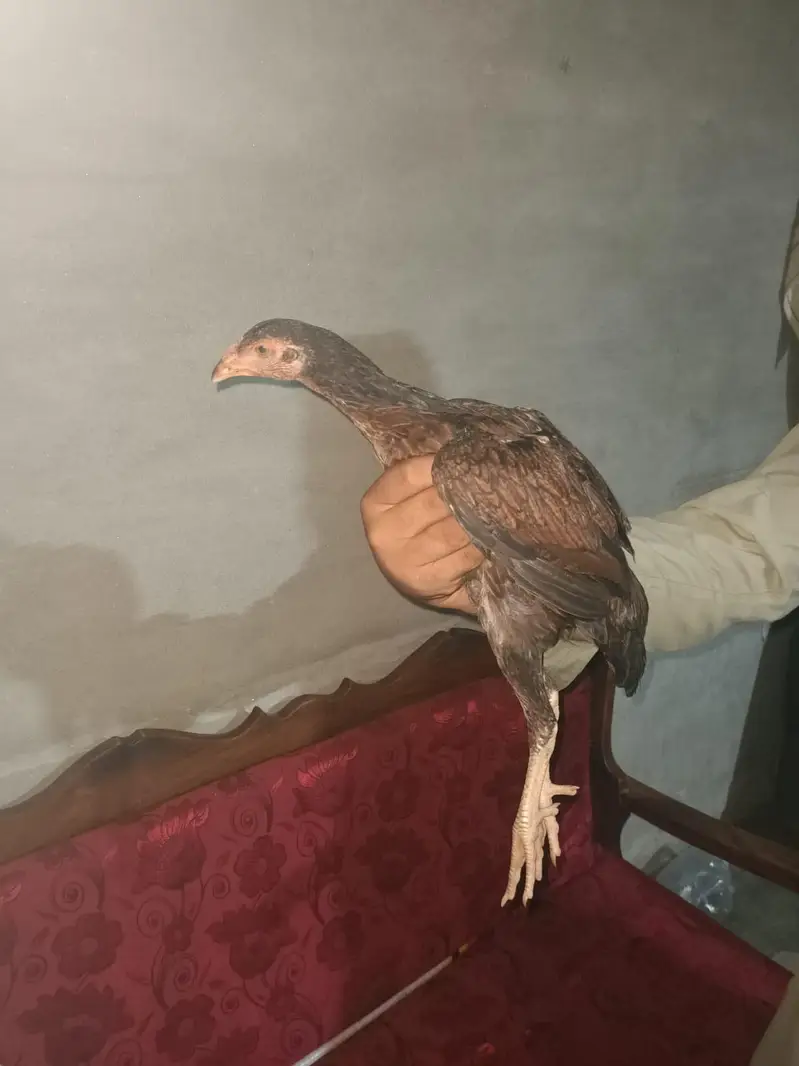 aseel nar madi for sale par piece 5000hzr — photo 7