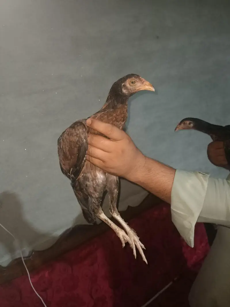 aseel nar madi for sale par piece 5000hzr — photo 8