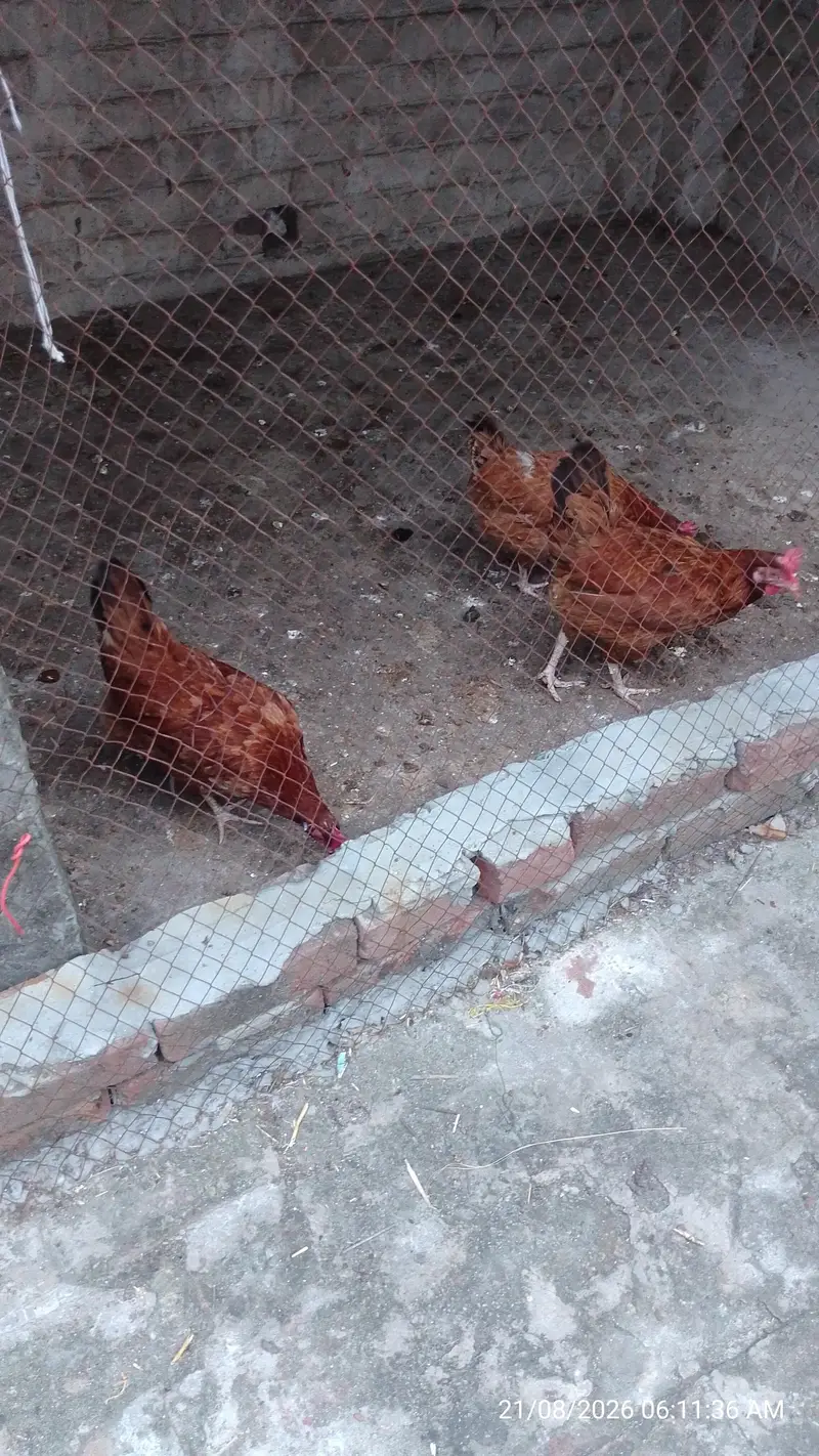 گولڈن مصری مرغی — photo 2