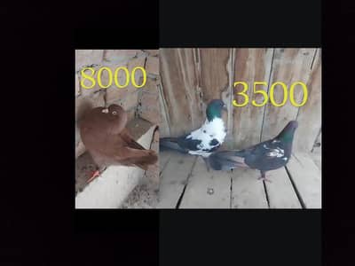 Modina male + black pishori breeder pair Modena king peshori