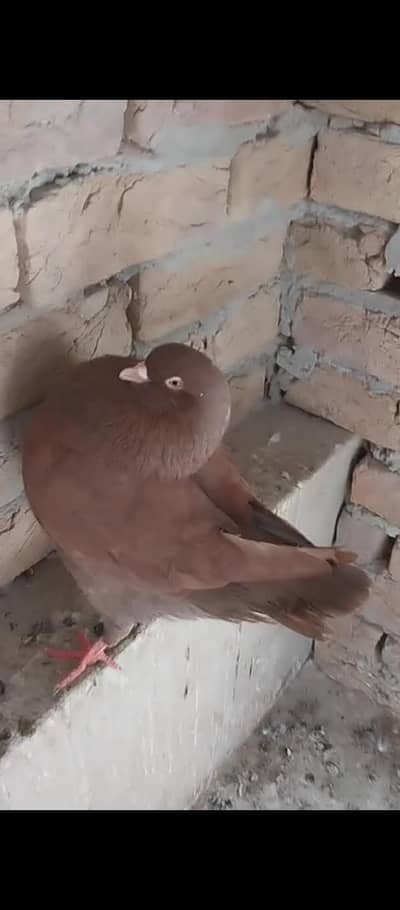 Modina male + black pishori breeder pair Modena king peshori