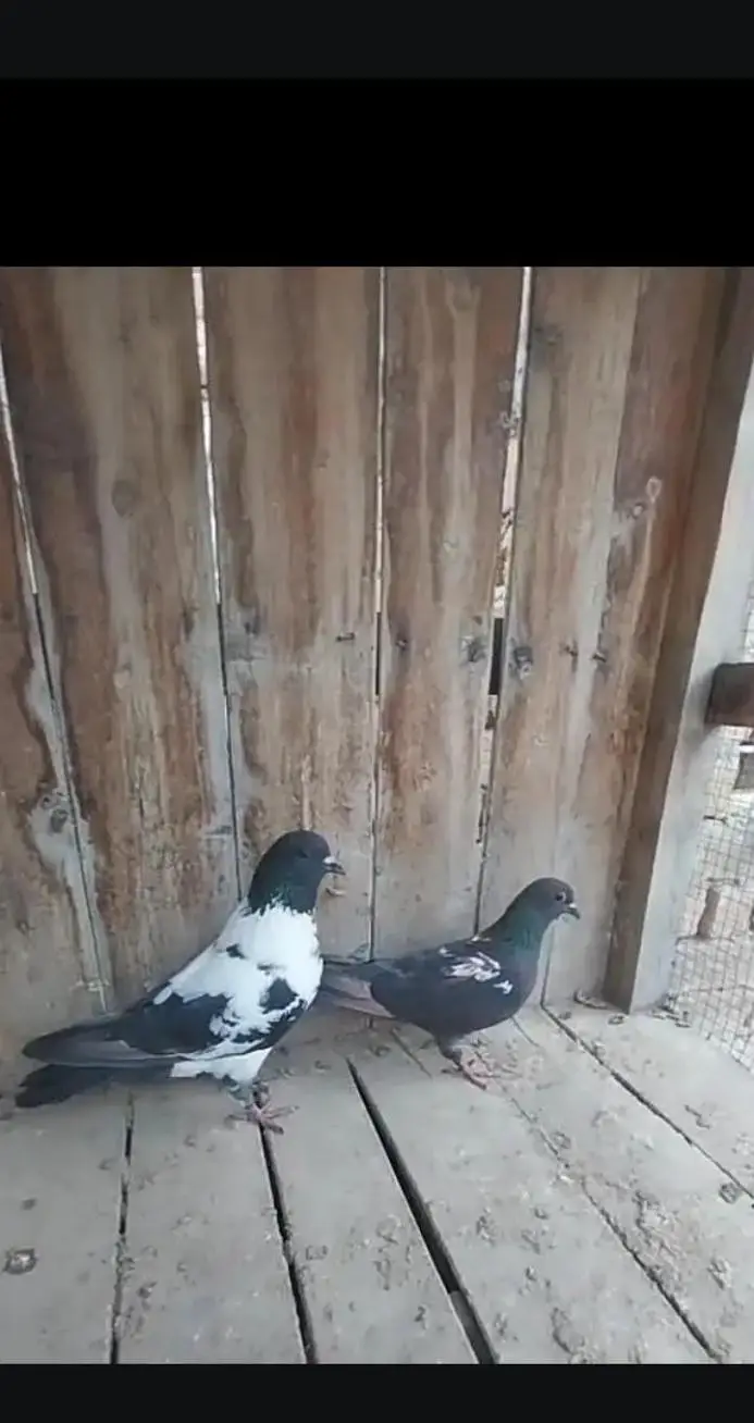 Modina male + black pishori breeder pair Modena king peshori — photo 6