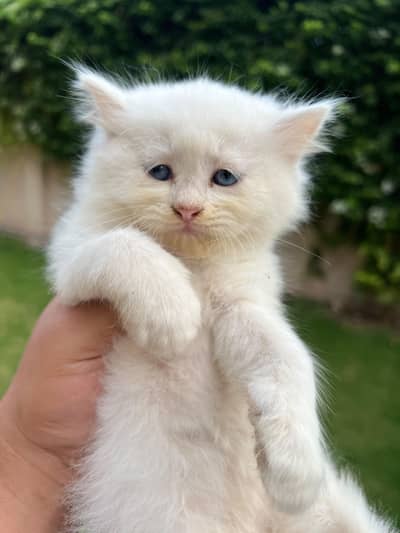 Odd/Blue eyes Tripple coated Persian Female