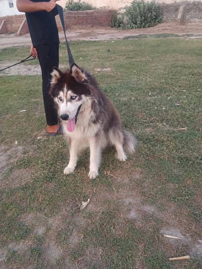 Huskey male.