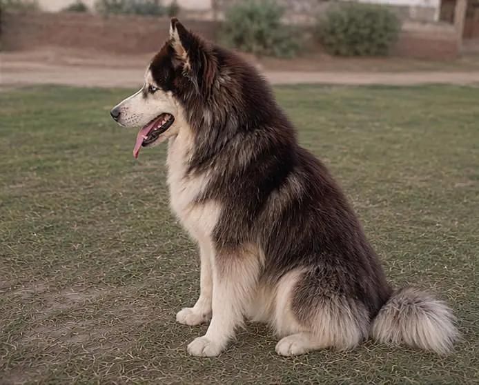 Huskey male. — photo 2