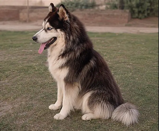 Huskey male. — photo 3