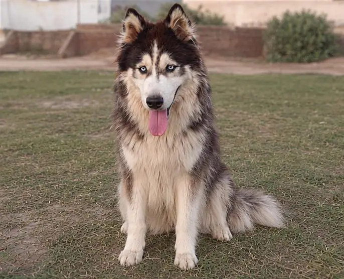 Huskey male. — photo 4
