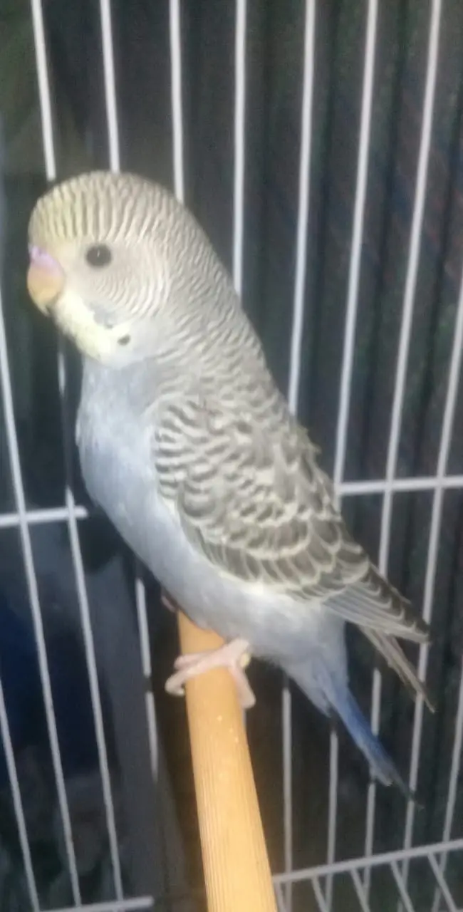 9 to 10 healthy and active beautifull parrots