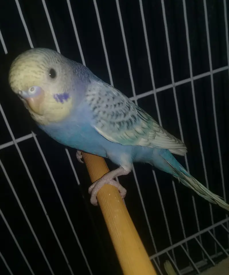 9 to 10 healthy and active beautifull parrots — photo 2