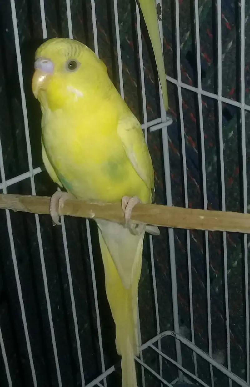 9 to 10 healthy and active beautifull parrots — photo 3