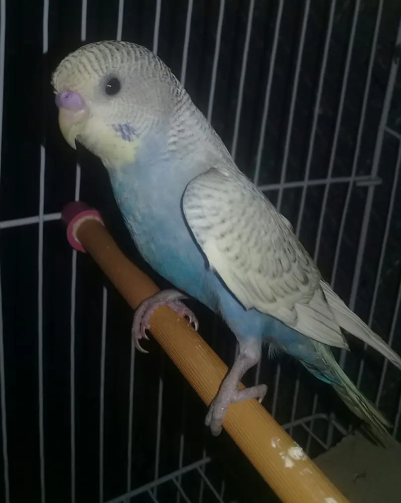 9 to 10 healthy and active beautifull parrots — photo 4