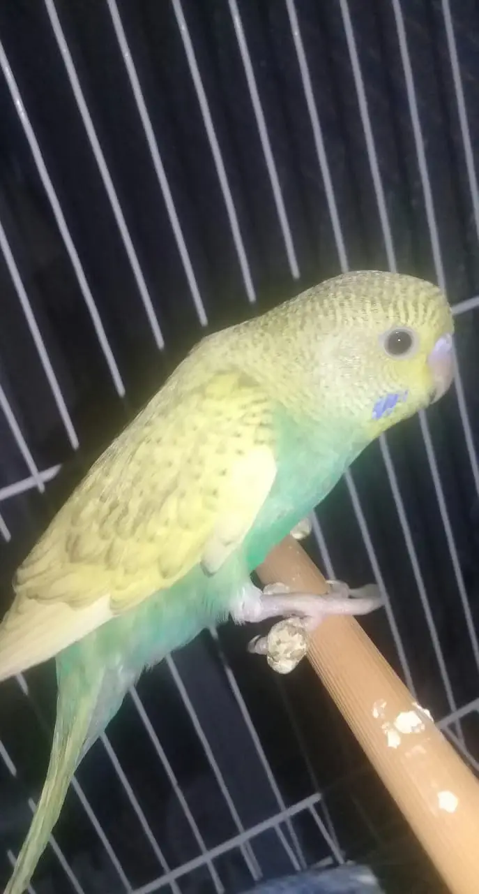 9 to 10 healthy and active beautifull parrots — photo 5