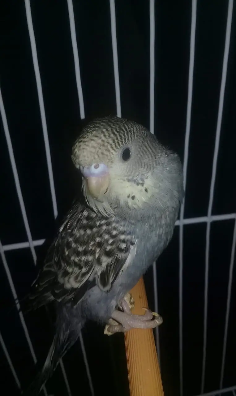 9 to 10 healthy and active beautifull parrots — photo 6