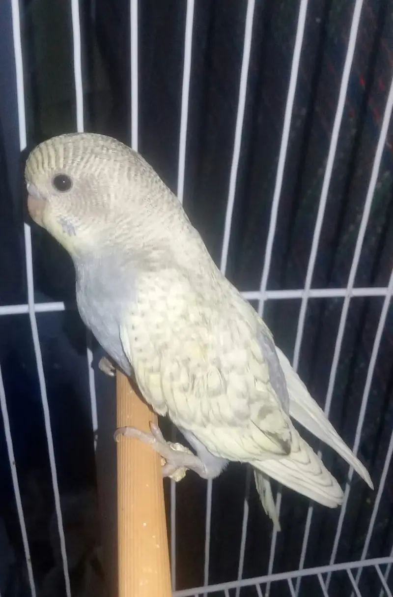 9 to 10 healthy and active beautifull parrots — photo 7