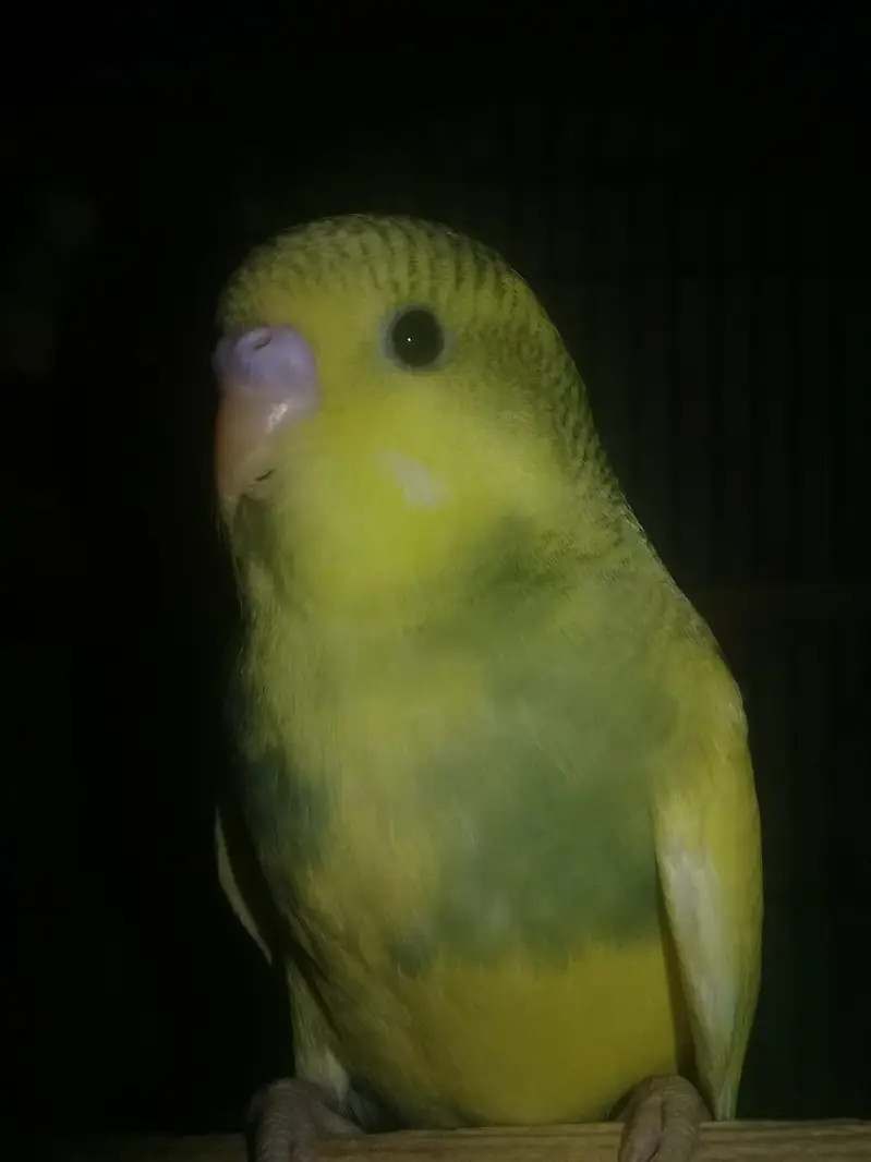 9 to 10 healthy and active beautifull parrots — photo 8