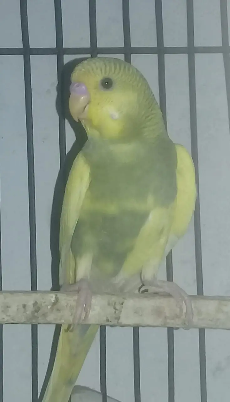 9 to 10 healthy and active beautifull parrots — photo 9
